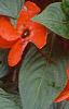 Impatiens platypeltatum 'Ovation Deep Orange', habit