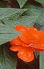 Impatiens platypeltatum 'Ovation Deep Orange', habit