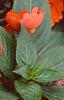 Impatiens platypeltatum 'Ovation Deep Orange', habit