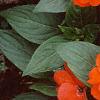 Impatiens platypeltatum 'Ovation Deep Orange', habit