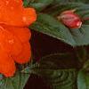 Impatiens platypeltatum 'Orange Gem', flowers