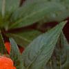 Impatiens platypeltatum 'Orange Gem', flowers
