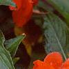 Impatiens platypeltatum 'Orange Gem', flowers