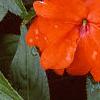 Impatiens platypeltatum 'Orange Gem', flowers