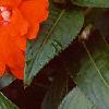 Impatiens platypeltatum 'Orange Gem', flowers