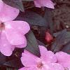 Impatiens platypeltatum 'Ovation Lavender', habit