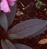 Impatiens platypeltatum 'Ovation Lavender', habit