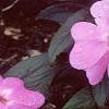 Impatiens platypeltatum 'Ovation Lavender', habit