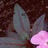 Impatiens platypeltatum 'Ovation Lavender', habit