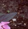 Impatiens platypeltatum 'Ovation Lavender', habit