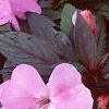 Impatiens platypeltatum 'Ovation Lavender', habit