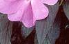 Impatiens platypeltatum 'Ovation Lavender', habit