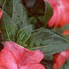 Impatiens platypeltatum 'Ovation Orange Swirl', flowers