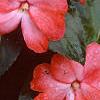 Impatiens platypeltatum 'Ovation Orange Swirl', flowers