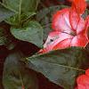 Impatiens platypeltatum 'Ovation Orange Swirl', flowers