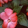 Impatiens platypeltatum 'Ovation Orange Swirl', flowers