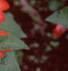 Impatiens platypeltatum 'Ovation Orange Swirl', flowers