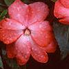 Impatiens platypeltatum 'Ovation Orange Swirl', flowers