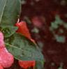 Impatiens platypeltatum 'Ovation Orange Swirl', flowers
