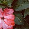 Impatiens platypeltatum 'Ovation Orange Swirl', flowers