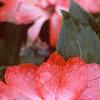 Impatiens platypeltatum 'Ovation Orange Swirl', flowers