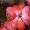 Impatiens platypeltatum 'Ovation Orange Swirl', flowers