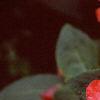 Impatiens platypeltatum 'Ovation Orange Swirl', flowers
