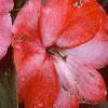 Impatiens platypeltatum 'Ovation Orange Swirl', flowers