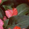 Impatiens platypeltatum 'Ovation Orange Swirl', flowers