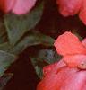 Impatiens platypeltatum 'Ovation Orange Swirl', flowers