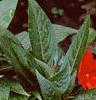 Impatiens platypeltatum 'Ovation Red', habit