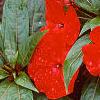 Impatiens platypeltatum 'Ovation Red', habit