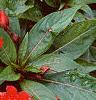 Impatiens platypeltatum 'Ovation Red', habit