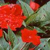 Impatiens platypeltatum 'Ovation Red', habit