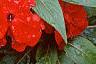 Impatiens platypeltatum 'Ovation Red', habit