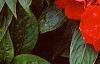 Impatiens platypeltatum 'Ovation Red', habit