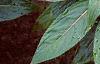 Impatiens platypeltatum 'Ovation Red', habit