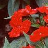 Impatiens platypeltatum 'Ovation Red', habit