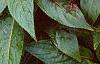 Impatiens platypeltatum 'Ovation Red', habit