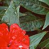 Impatiens platypeltatum 'Ovation Red', flowers