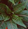 Impatiens platypeltatum 'Ovation Red', flowers