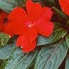 Impatiens platypeltatum 'Ovation Red', flowers