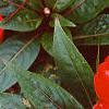 Impatiens platypeltatum 'Ovation Red', flowers