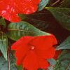 Impatiens platypeltatum 'Ovation Red', flowers
