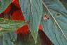 Impatiens platypeltatum 'Ovation Red', flowers