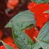 Impatiens platypeltatum 'Ovation Red', flowers