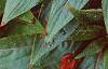 Impatiens platypeltatum 'Ovation Red', flowers