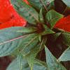 Impatiens platypeltatum 'Ovation Red', flowers