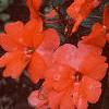 Impatiens platypeltatum 'Ovation Salmon', habit