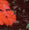 Impatiens platypeltatum 'Ovation Salmon', habit